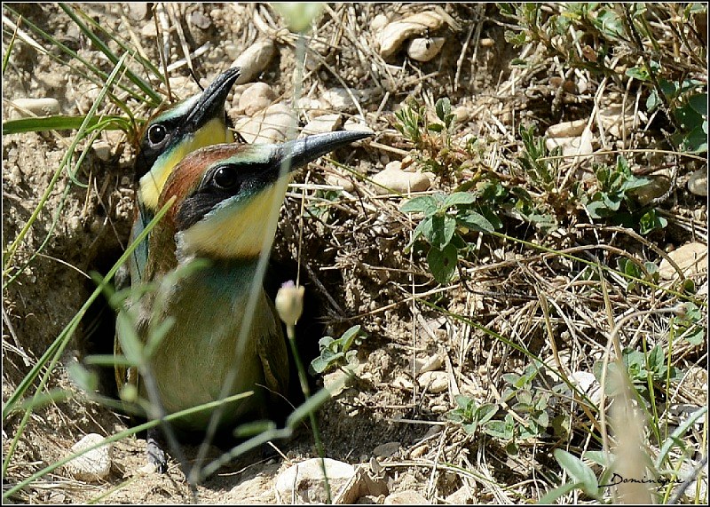 DSC_3588.JPG