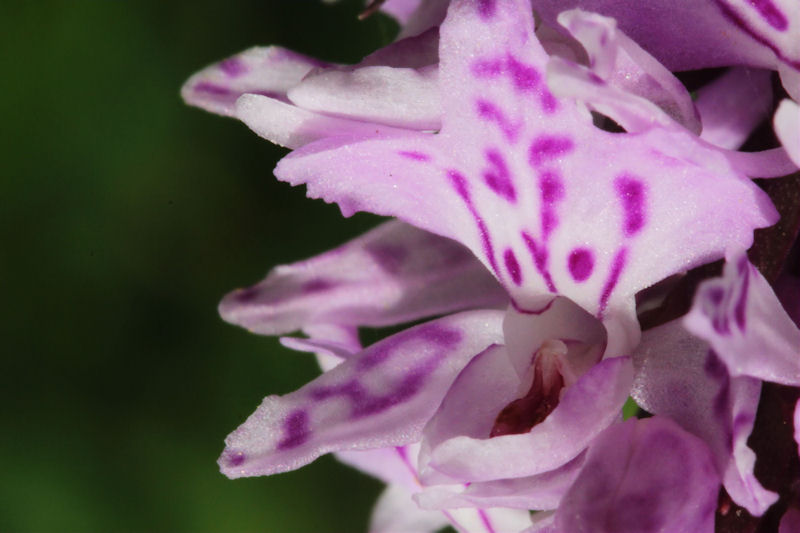 Energumène floral.jpg