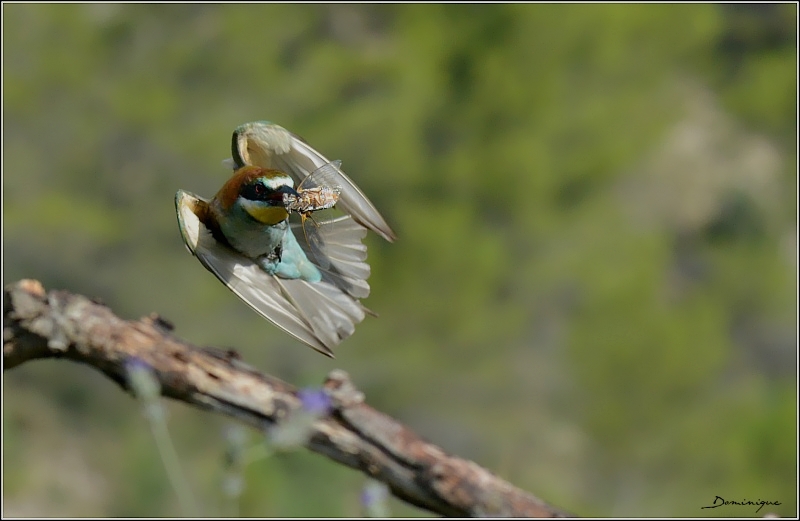DSC_3840.jpg
