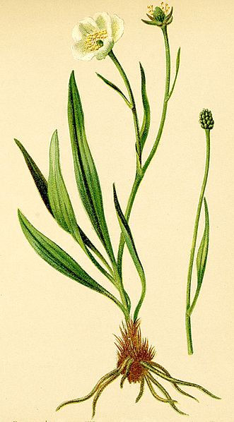 ranunculus pyrenaeus.jpg