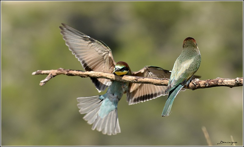 DSC_4086.JPG