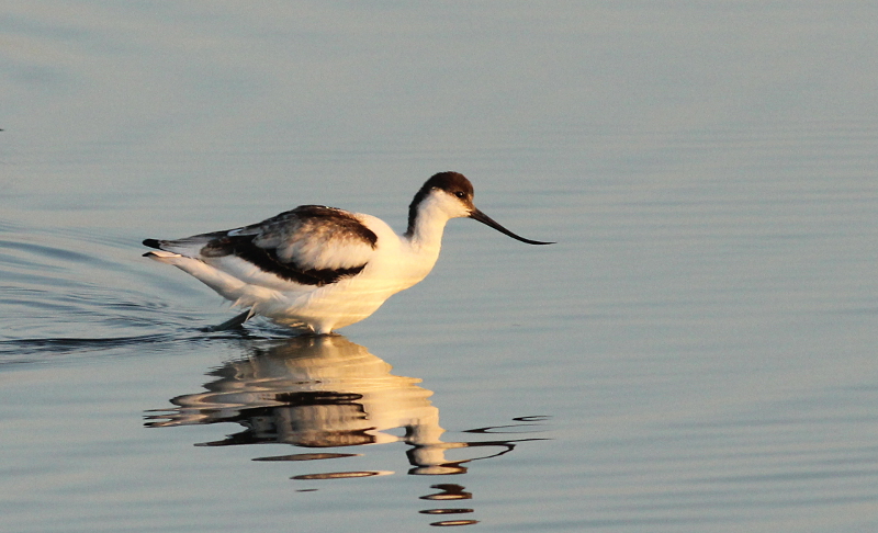 avocette.JPG