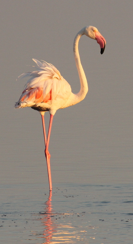 Flamant2.JPG