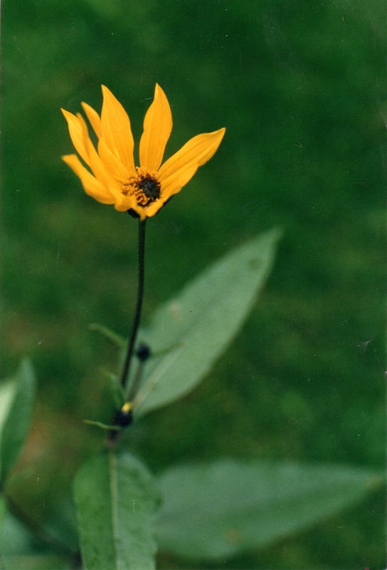 fleur-jaune-composee-002.jpg