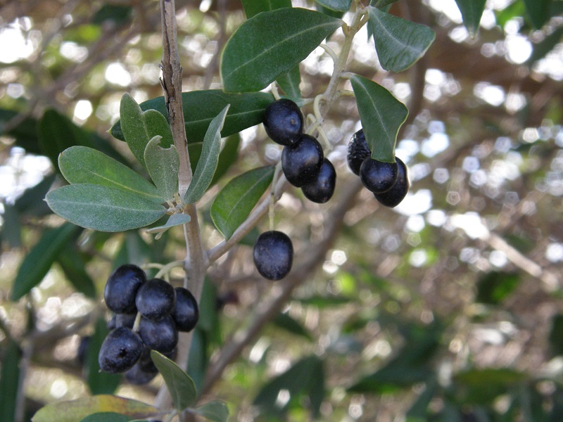 Olives.jpg
