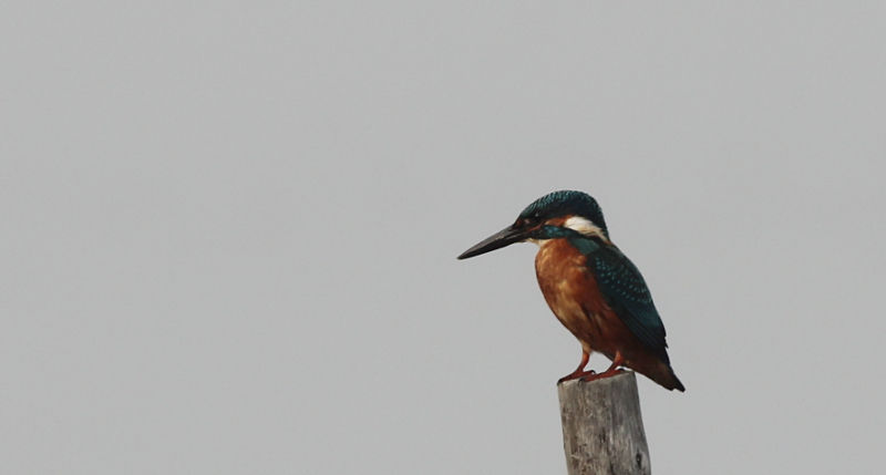 Marin Pêcheur 2013-09 Vaccarès.JPG