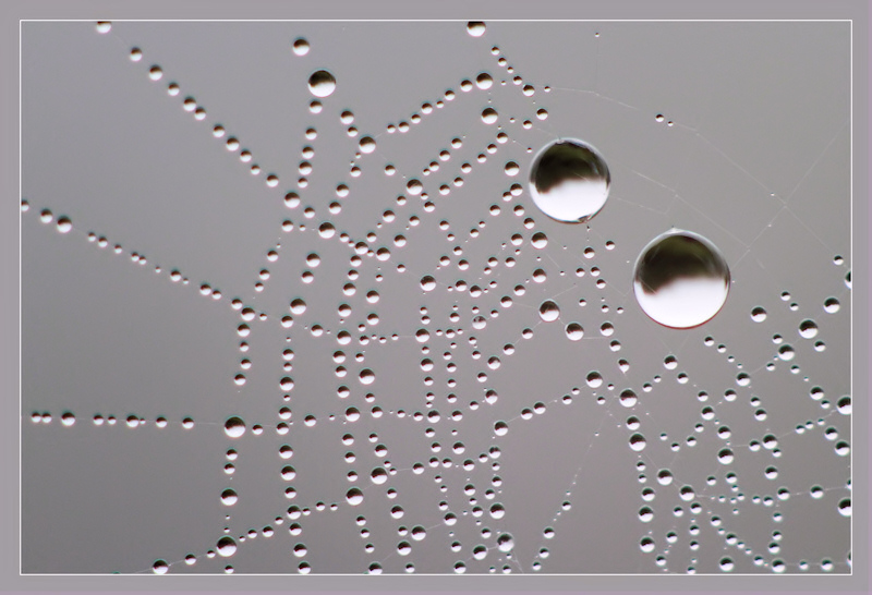 Perles matinales 1 CP3.jpg