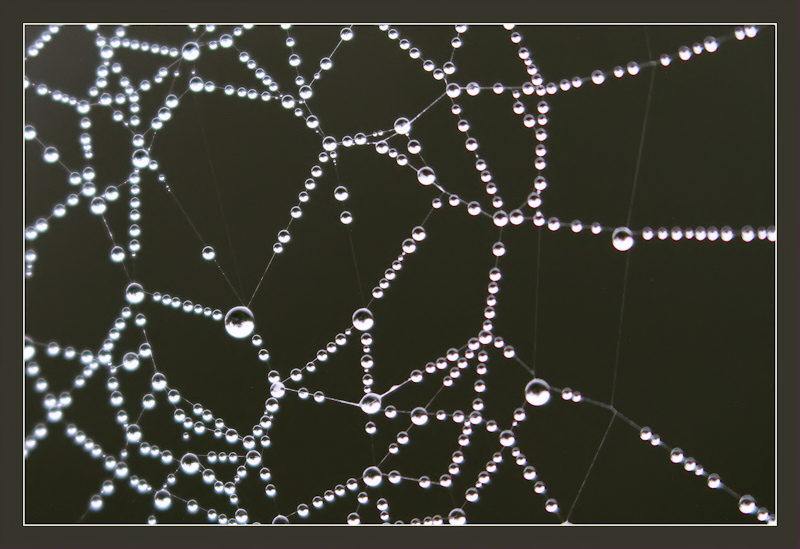 Perles matinales 3 CP4.jpg