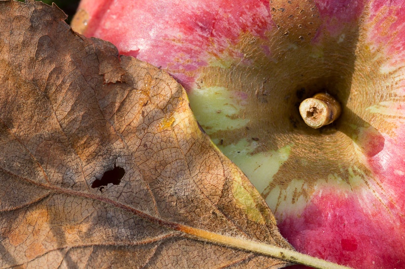 Pomme-2.jpg
