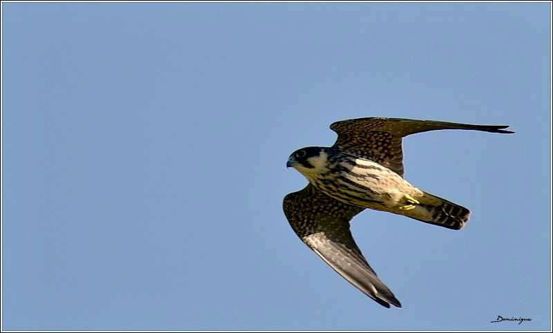 DSC_4724.JPG