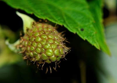framboise 2.nef.jpg