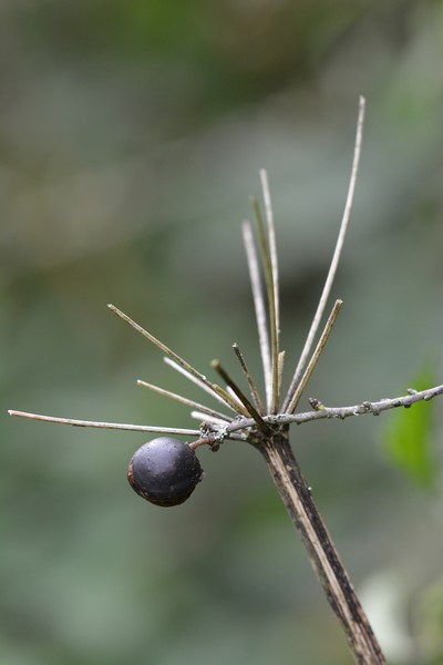 DSC_0177.JPG