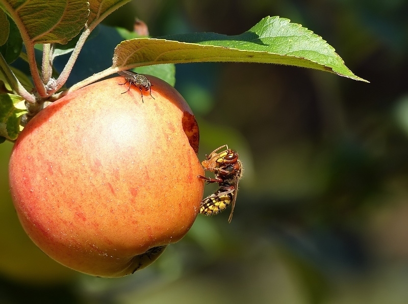 N°  3F- Frelon- mouche sur reinette F.jpg
