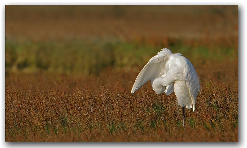 Aigrette garzette 19 copie copie.jpg