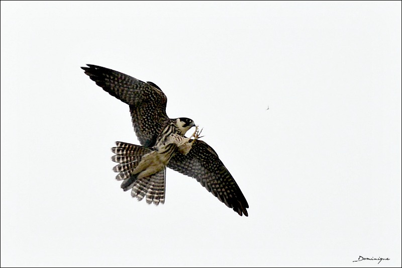 DSC_5166.JPG