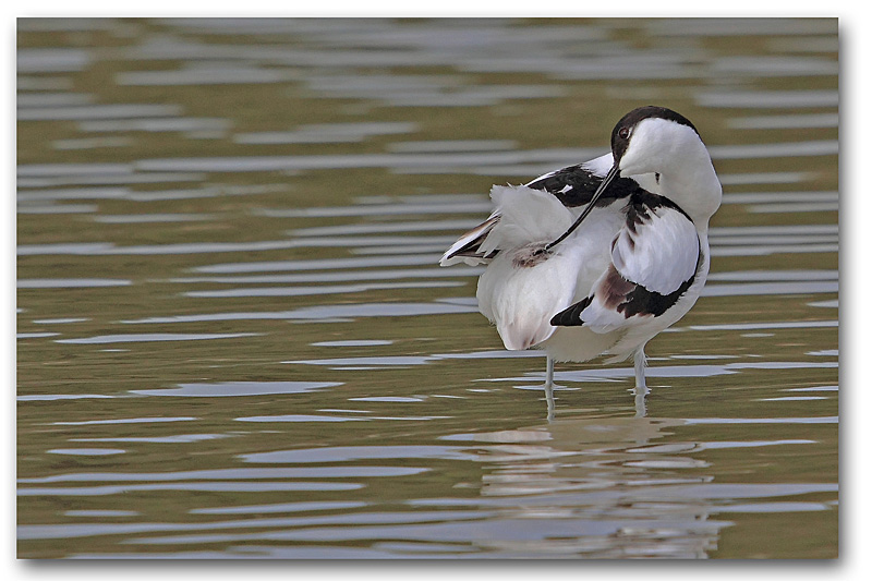 Avocette 24 copie.jpg