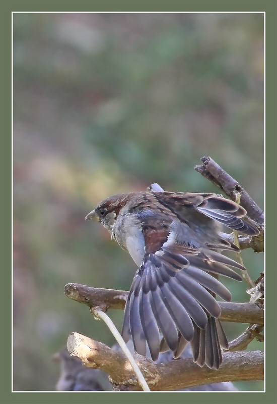 Moineau dppcp2.jpg