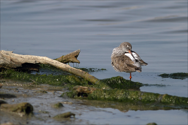 Teich- Chevalier gambette-2013-2.jpg