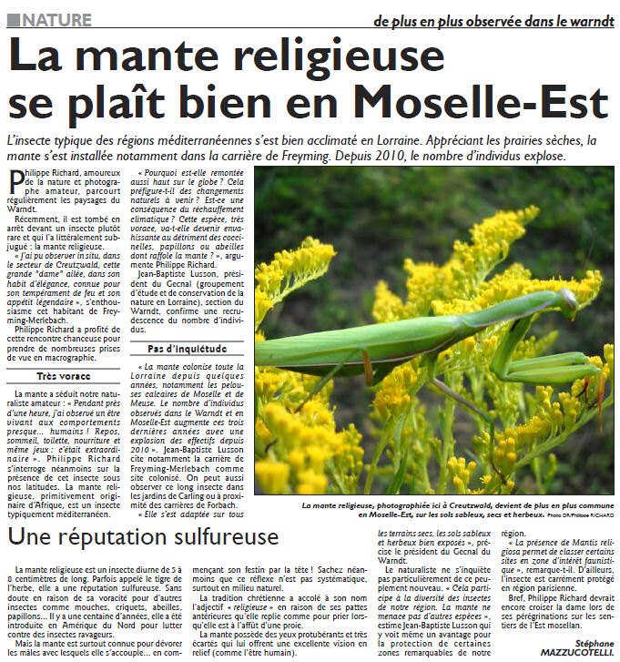 Mante religieuse en Moselle-Estcp20.jpg