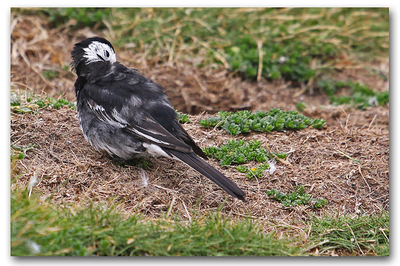 Bergeronnette de Yarrel  Farnes Island_3 copie.jpg