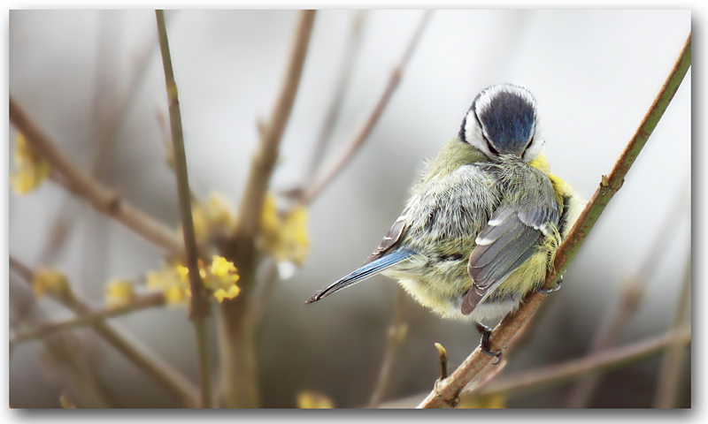 Mésange bleue 87 copie.jpg