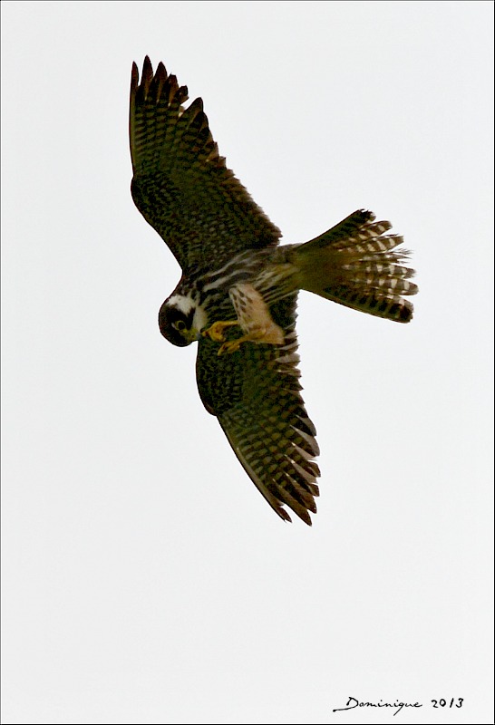 DSC_5252.JPG