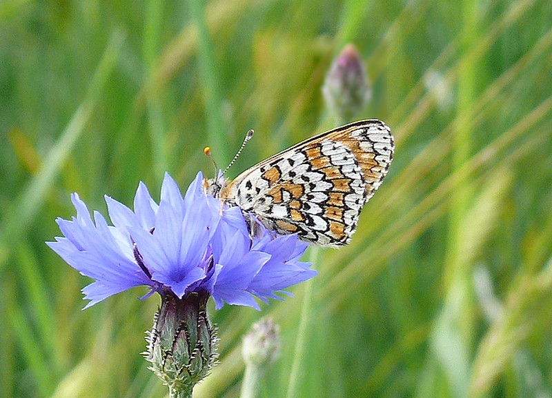 Copie de P1060267.JPG