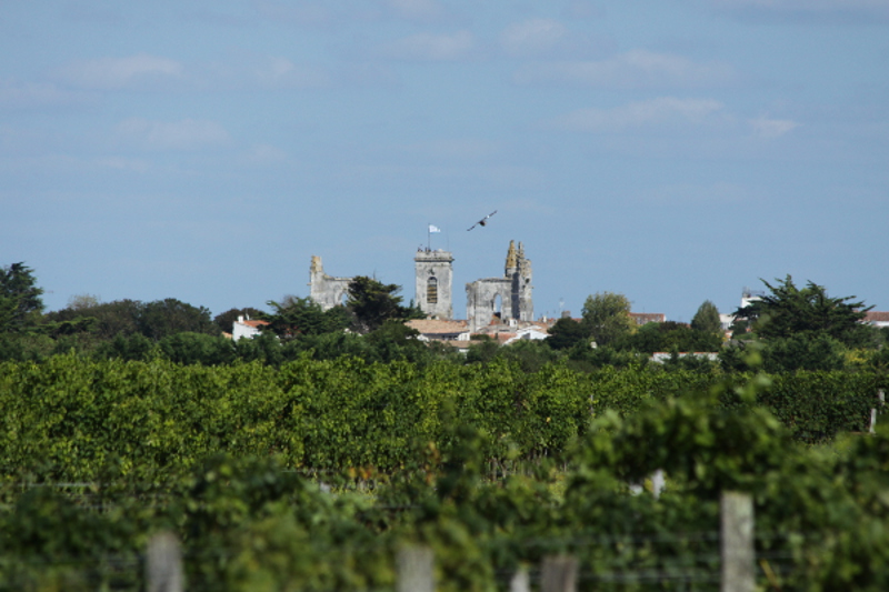 IMG2_9772.jpg