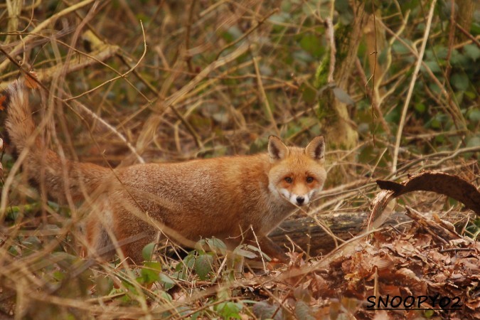 DSC_0058.JPG