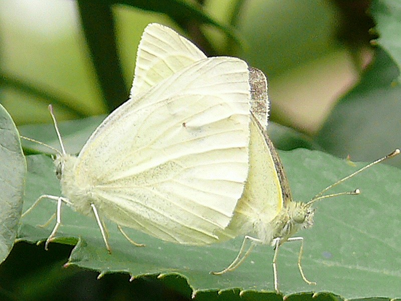 Copie de P1070204.JPG