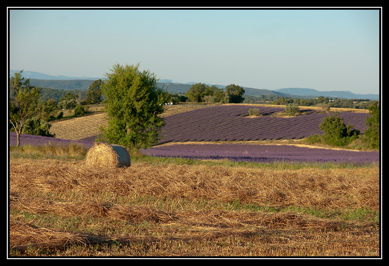 DSC07370-lr.jpg