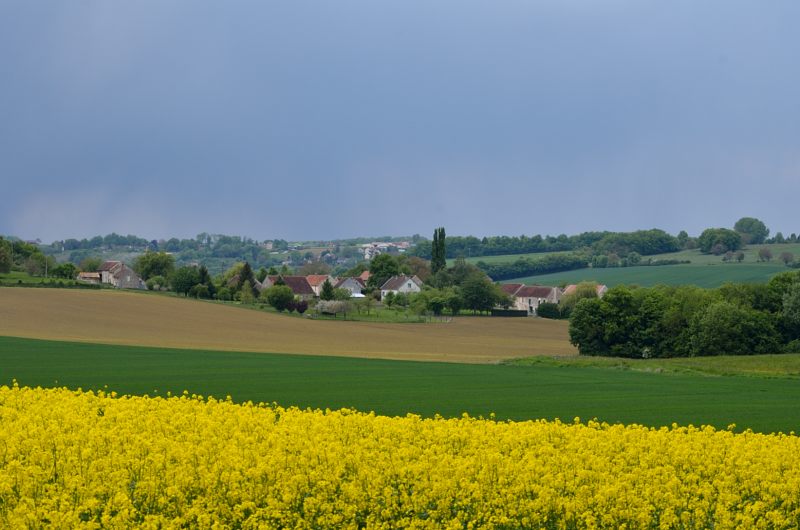colza.JPG