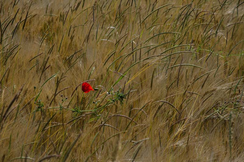 coquelicot.jpg