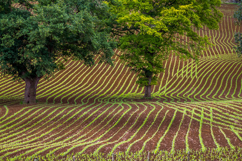 IMG_7885 - Field - 10062011.jpg