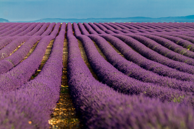 IMG_8701 - Valensole - 08072012.jpg