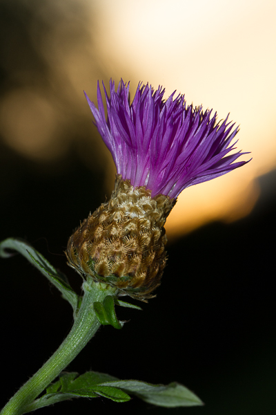 Bleuet 1-160eme f9 - 400 ISO.jpg