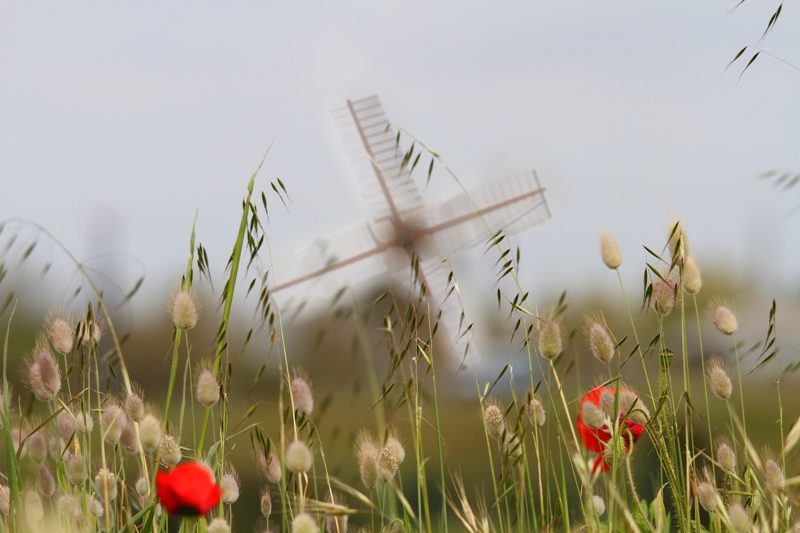 moulin  coquelicot.jpg