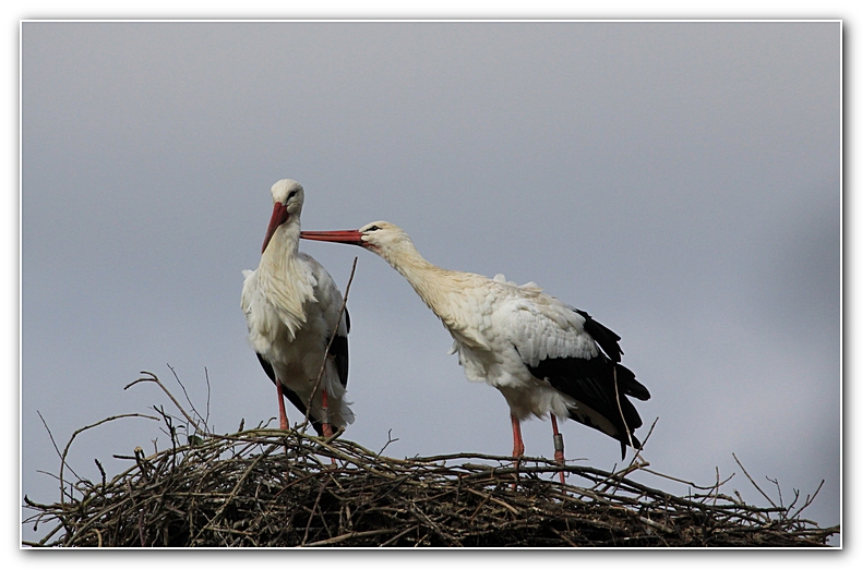 IMG_0370+1.jpg