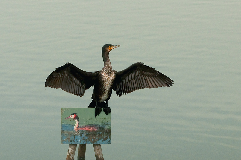 1-Cormoran.jpg