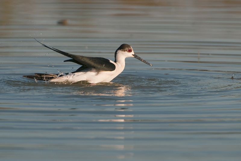 2-echasse blanche.jpg