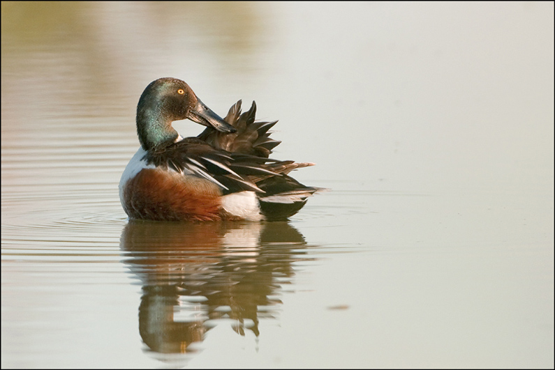 3-canard souchet (m).jpg