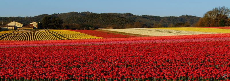 Tricot de tulipes.jpg