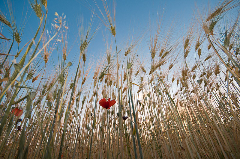 _DSC9998.jpg