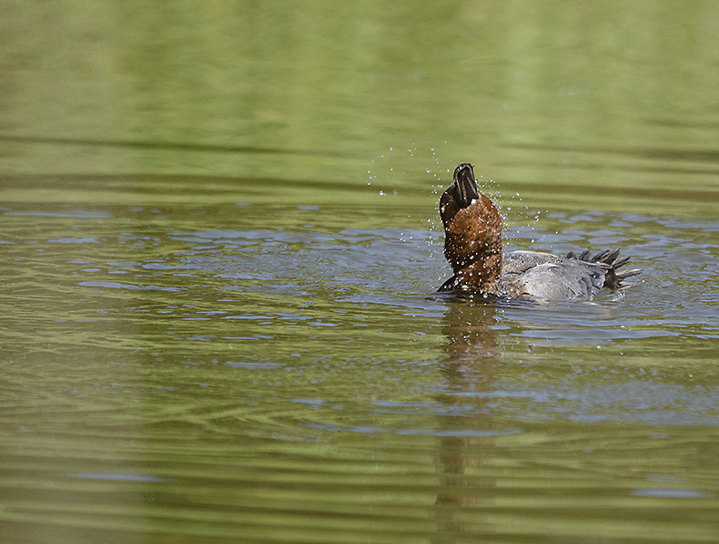 fuligule milouin 2 toilette.jpg