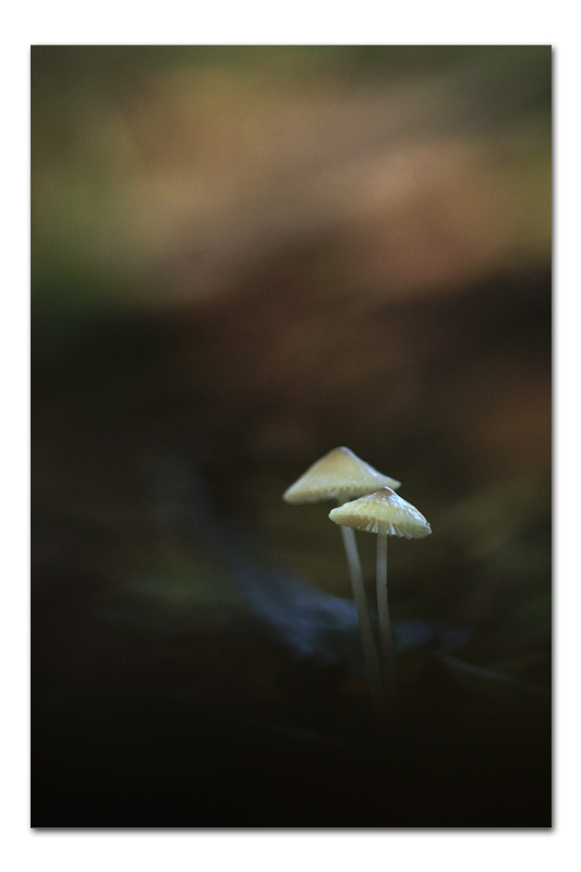 DSC09547-copie.jpg