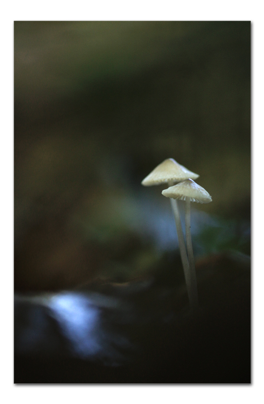 DSC09542-copie.jpg