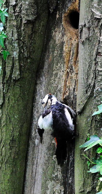 oiseau222-13.jpg