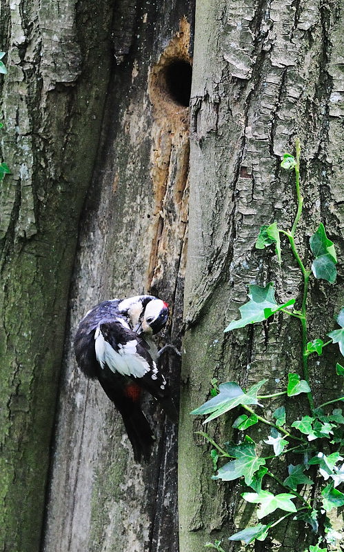 oiseau223-13.jpg