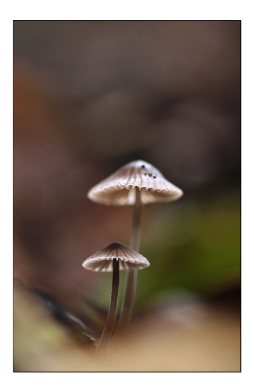 DSC09638-copie.jpg