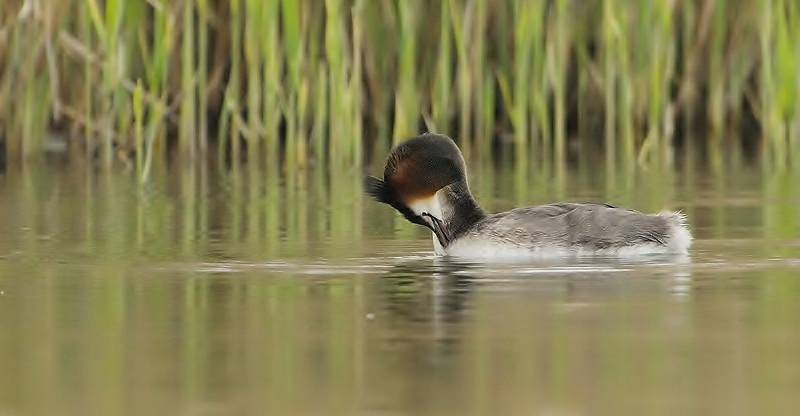 oiseau405.jpg